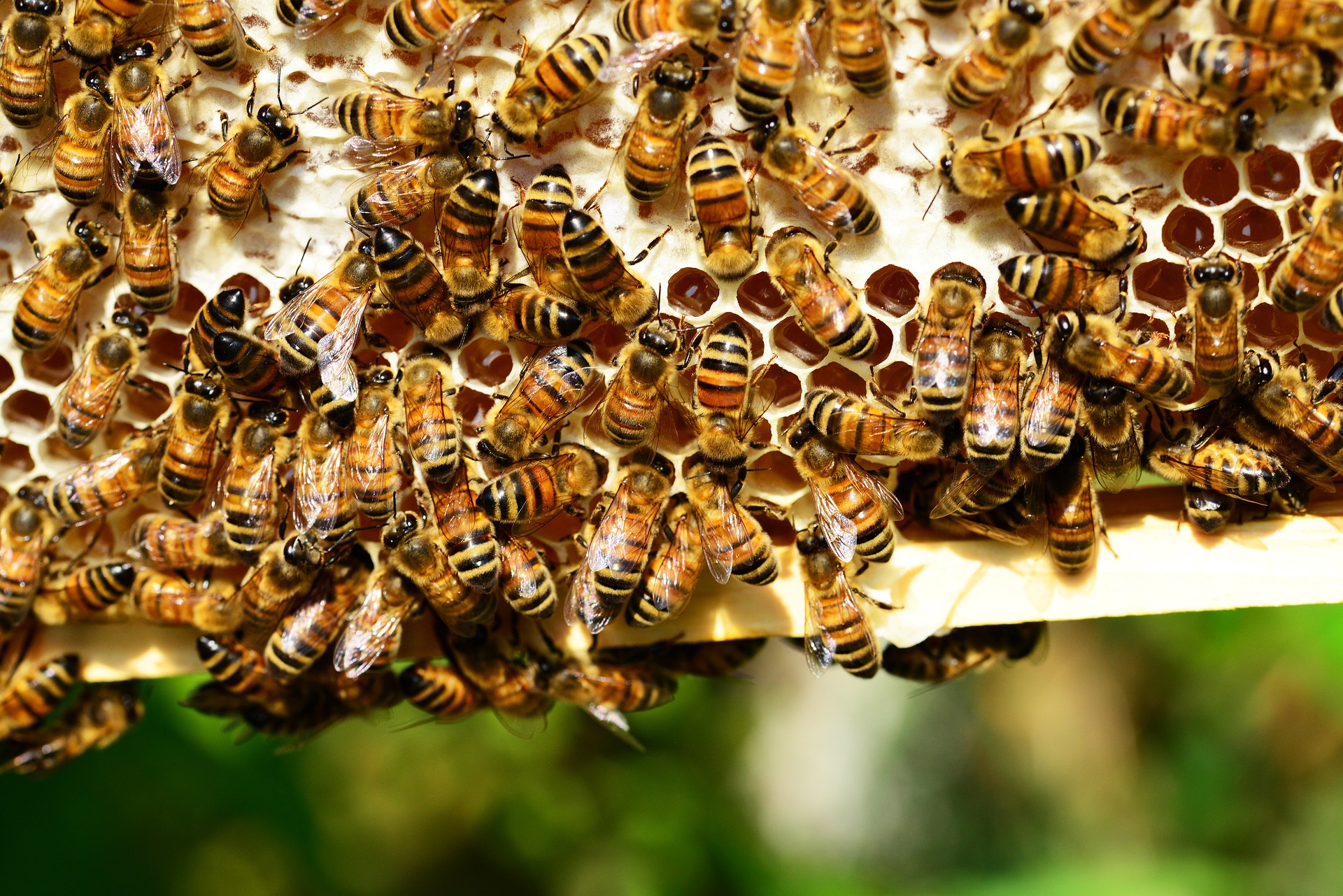 You are currently viewing Sechs weitere Bienenvölker einsetzen – Anfrage an Chat gpt Model 4