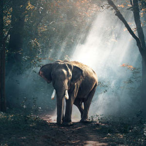 Read more about the article Ein grausam tödliches Spiel mit unserer Natur
