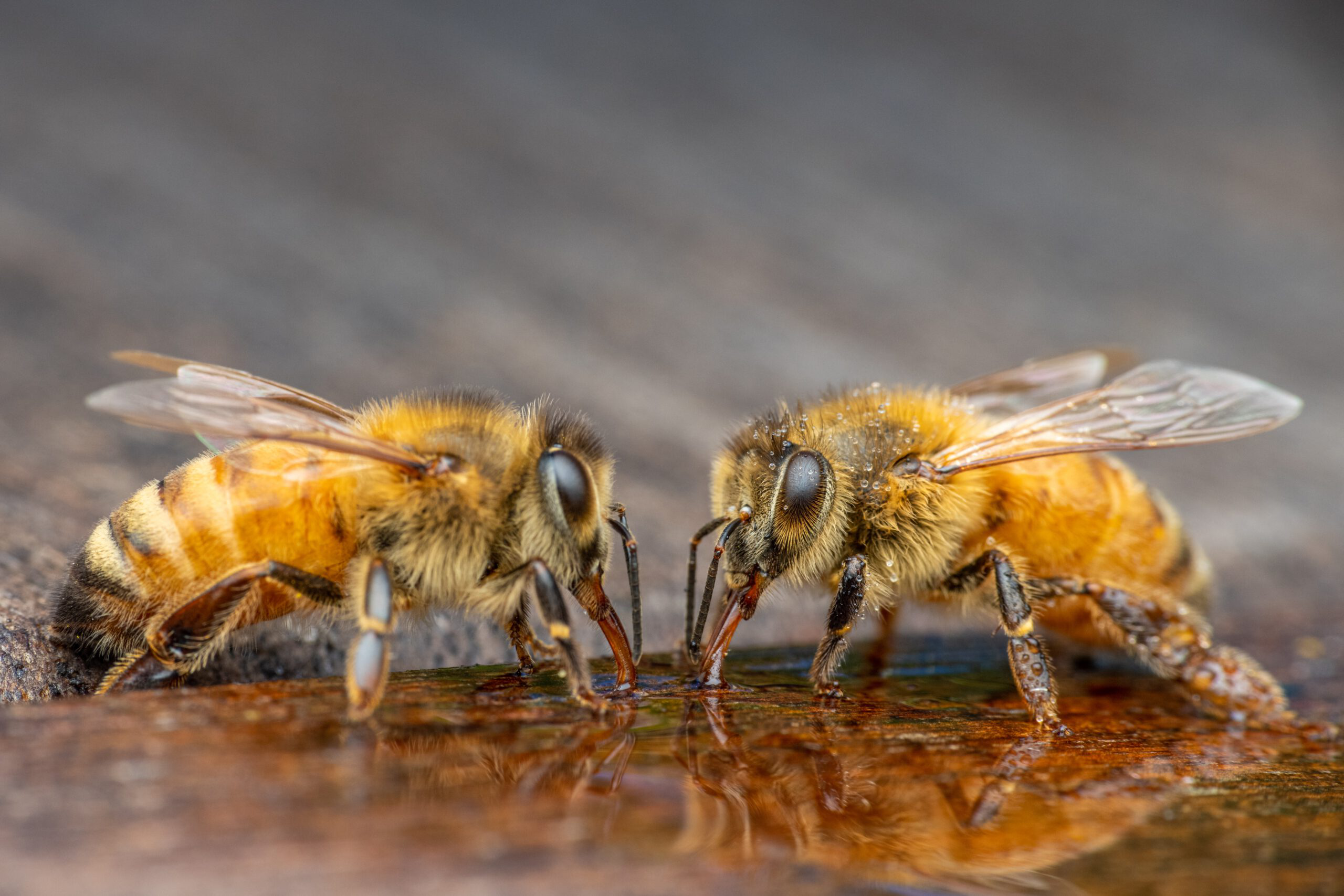 Du betrachtest gerade Der Bien? – Bienenpsychologie und was wir davon lernen können